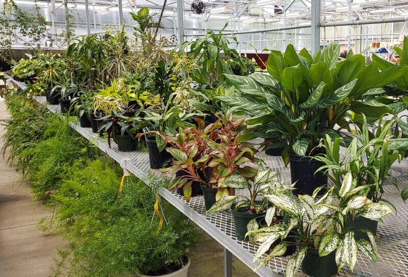 Plants in the Greenhouse