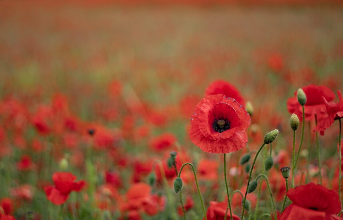 field of red poppy flowers