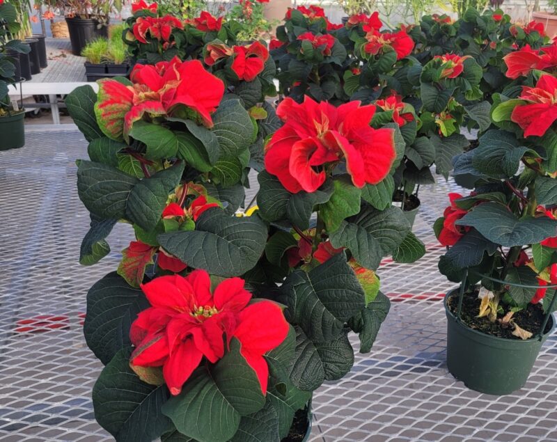 red poinsettias