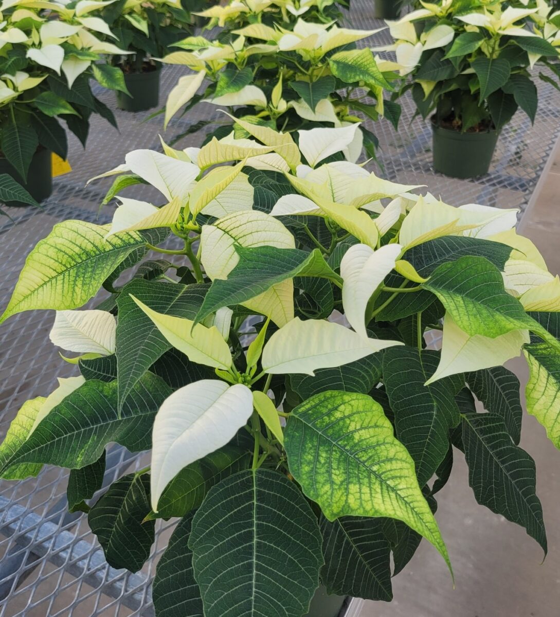 white poinsettias