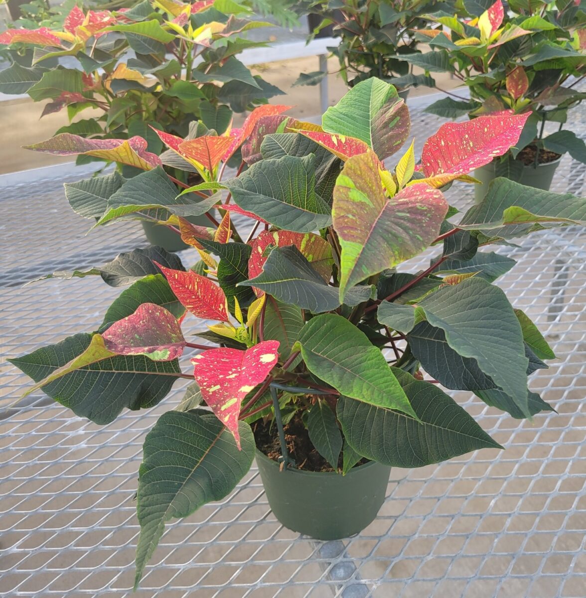 Poinsettiea with red and white leaves