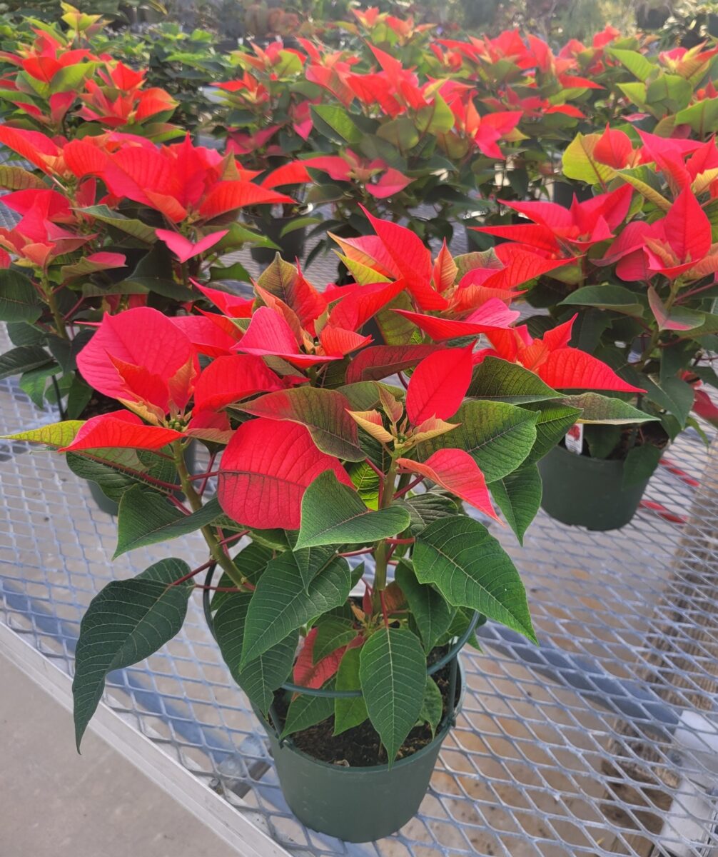 red poinsettias