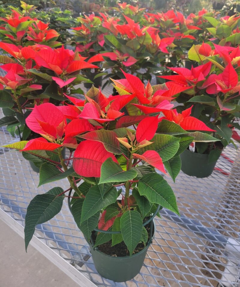 red poinsettias