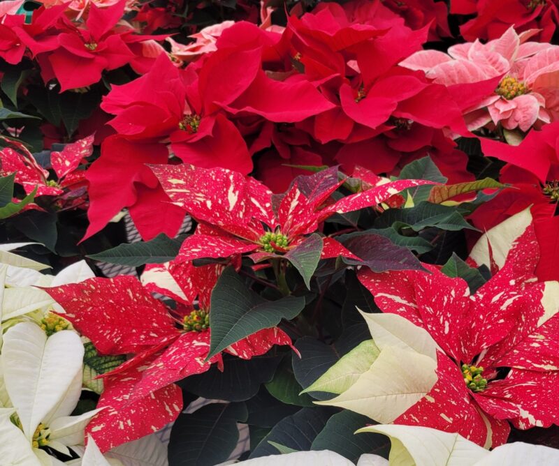 multi-colored poinsettias