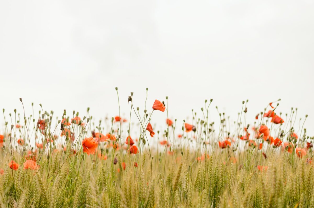 orange flowers and green grass