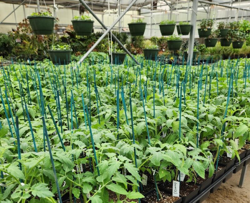 tomato plants at Cincinnati State Greenhouse