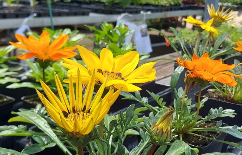 Close up of yellow and orange flowers at the Cincinnati State Greenhouse