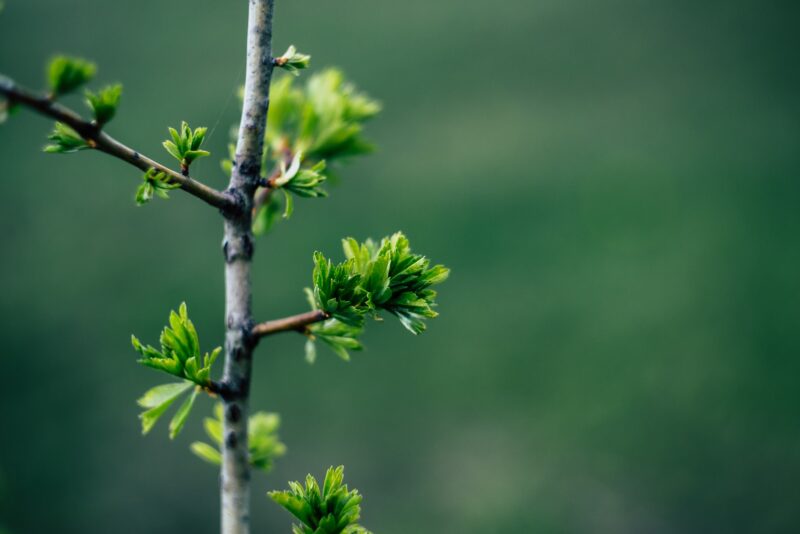 a close up of a tree branch with new growth