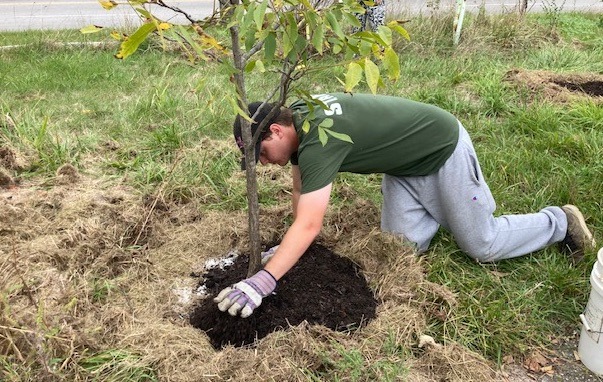 Student putting mulch around the base of a tree