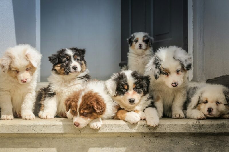 A group of seven puppies, mostly white with brown or black markings on their faces