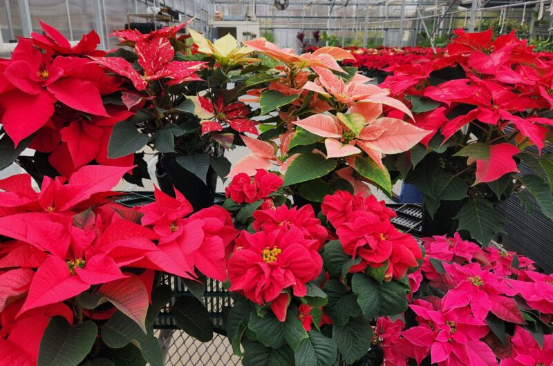 Multicolored poinsettias in the Cincinnati State Greenhouse