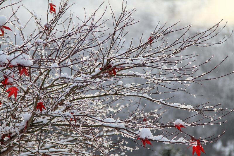 ice and snow on tree branches