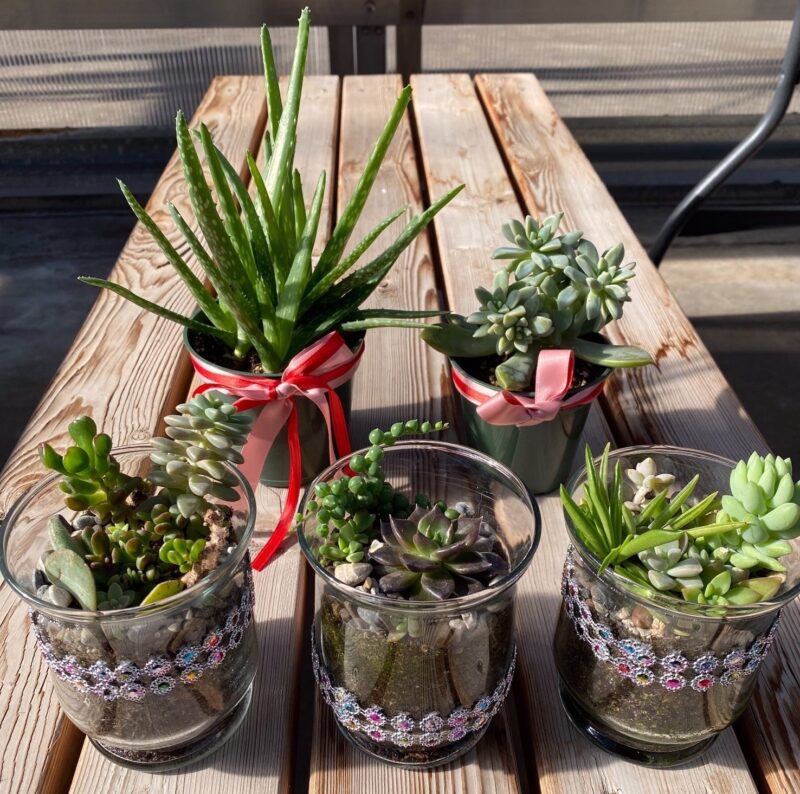 Five decorative planters with succulents