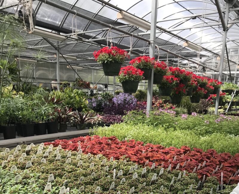 Colorful flowers and plants inside the Cincinnati State Greenhouse - Spring 2024