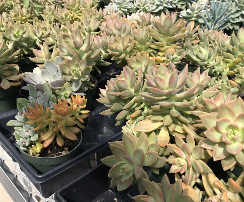 Succulents at the Greenhouse sale - Spring 2024