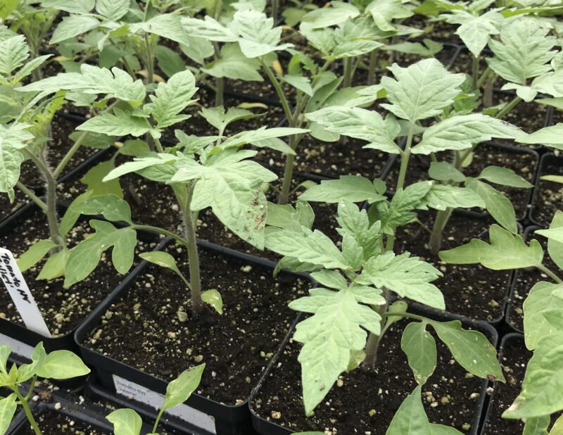 Tomato plants at the Cincinnati State Greenhouse - April 2024