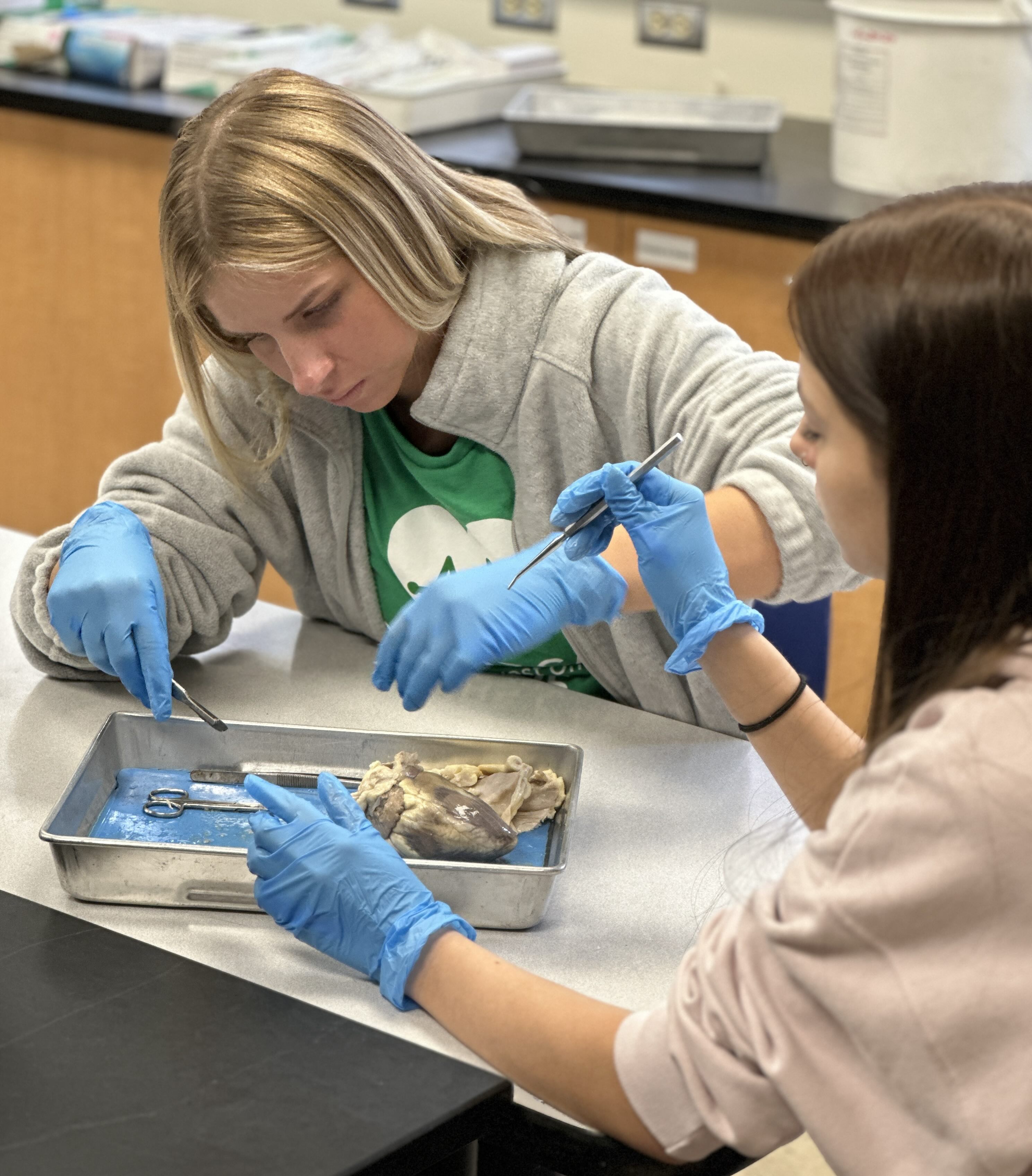 Students dissect a heart at Scrubs Camp 2025